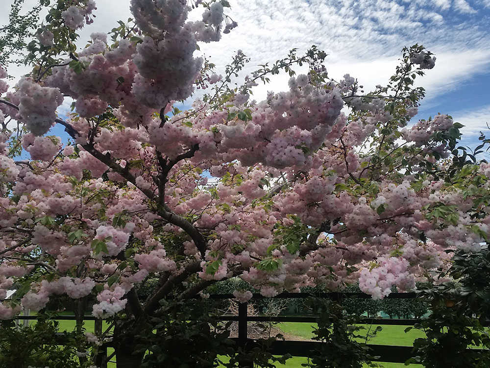 Spring blossom in Otago on our scenic tour