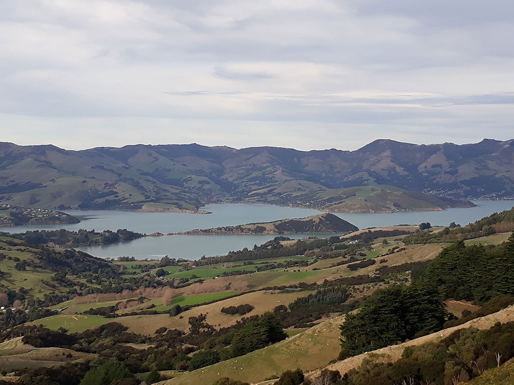 Explore the rolling hills of the Banks Peninsula on this scenic tour