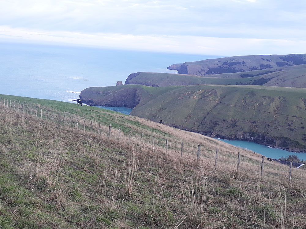 Rolling hills of the Banks Peninsula on small group scenic tour