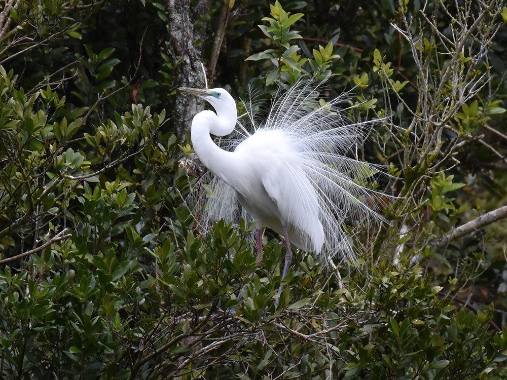 White heron fanning its tail