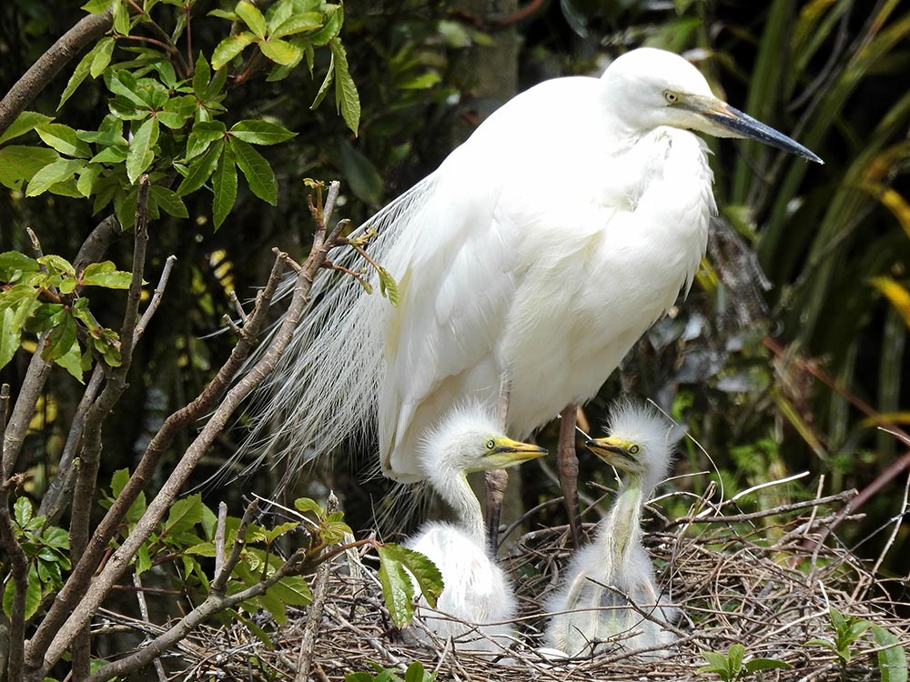 White herons with her chicks