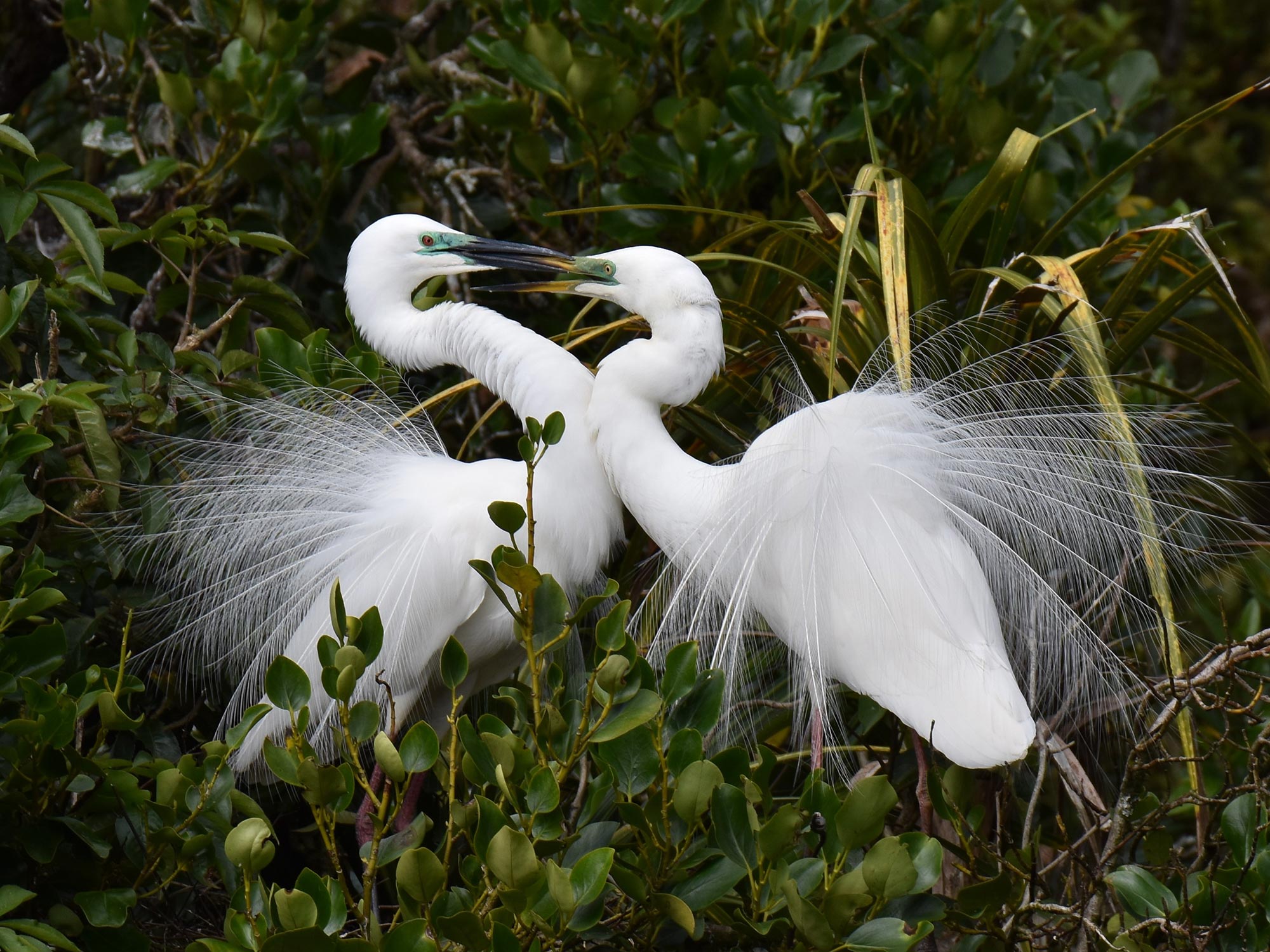 White herons