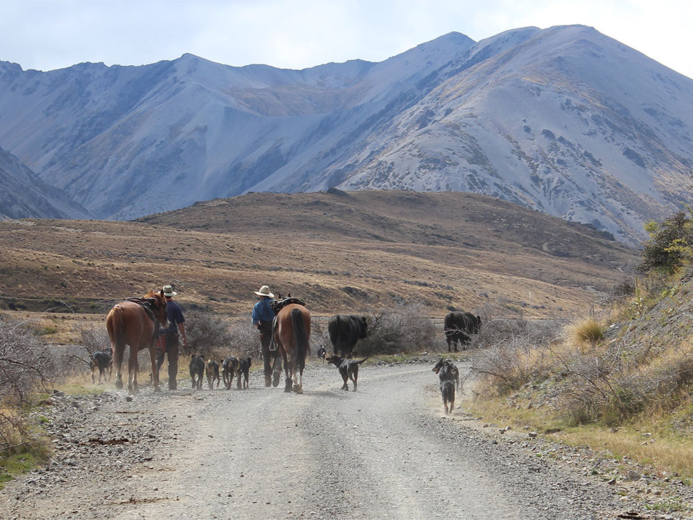 Molesworth Station & Kaikoura Tour