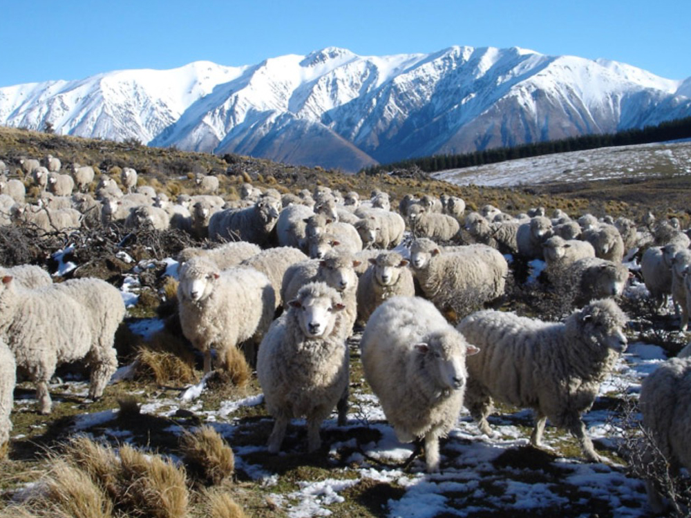 Canterbury high country hills and sheep